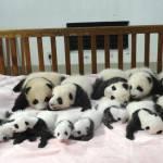 Cina, 14 cuccioli di panda gigante allo zoo di Chengdu (foto)