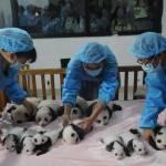 Cina, 14 cuccioli di panda gigante allo zoo di Chengdu 03