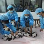 Cina, 14 cuccioli di panda gigante allo zoo di Chengdu 02