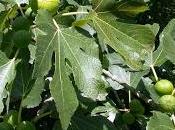 Ficus carica bruciori stomaco:come perché funziona.