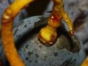 vendemmia dell’enologo