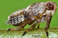 L'insetto che inventò l'ingranaggio: Issus coleoptratus