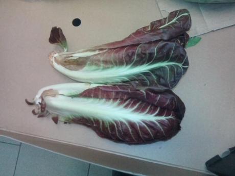 radicchio