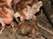 Allevamenti polli: troppi antibiotici condizioni insalubri