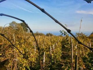 Il nuovo Etna DOC Bianco ERSE 2012 di Tenuta di Fessina all’Open Wine di Imola. Con Partesa Emilia-Romagna, lunedì 30 settembre