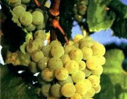 trebbiano giallo