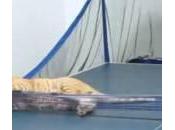 gatto gioca ping pong (Video)