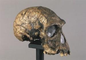 Homo di Denisova: una nuova specie che avrebbe convissuto con l’Homo di Neanderthal