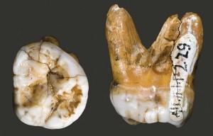 Homo di Denisova: una nuova specie che avrebbe convissuto con l’Homo di Neanderthal