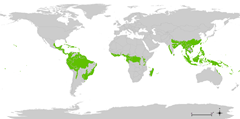 foresta_tropicale mappa