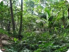 foresta_tropicale1