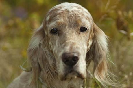 Cane da caccia ucciso a fucilate: ritrovato il corpo tra le campagne