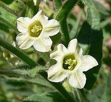 Nicotiana o Tabacco ornamentale