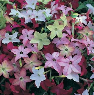 Nicotiana o Tabacco ornamentale