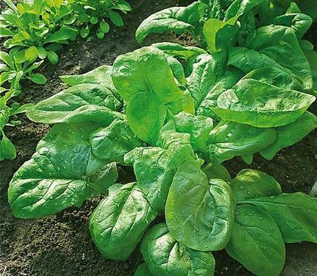 Gli spinaci, come coltivarli nell’orto