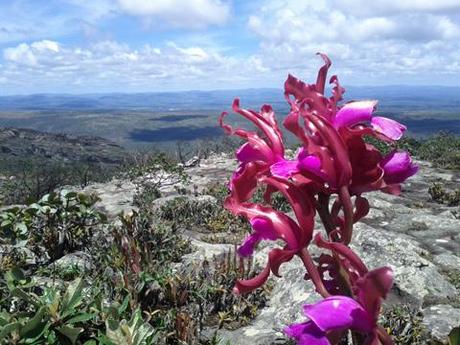 Orchidee dalla cima del Morro do Pai Inacio