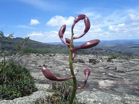 Orchidee in fiore sulla cima del Morro do Pai Inacio