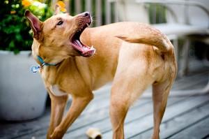 Cane insegue la coda