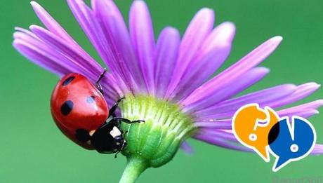 Perché le coccinelle hanno i puntini neri sulle ali?