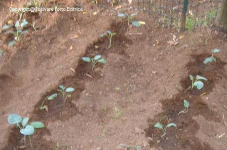 Tutte le semine nell’orto di ottobre 2013 anche secondo il calendario lunare