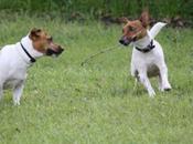 Bergamo, bocconi avvelenati cani