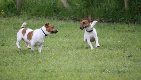 Bergamo, bocconi avvelenati per i cani