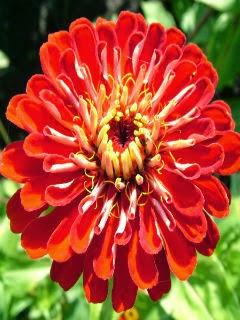 Wallpaper: Zinnia Red