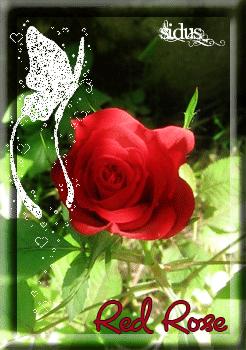 Red rose