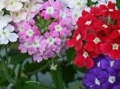 Verbena pianta antica