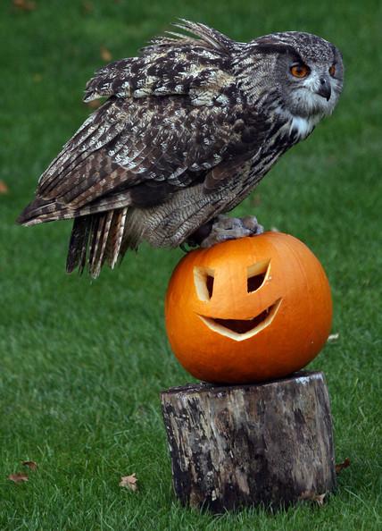 HALLOWEEN -  festeggiano anche gli animali