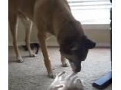 cane incontra cucciolo gatto: video commuove