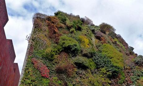 Il giardino verticale: amore profondo