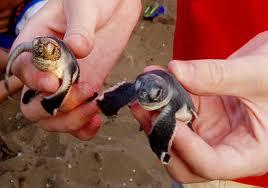 Mondello, nati 60 esemplari di Tartaruga Caretta Caretta