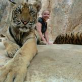 Tiger Temple, a tu per tu con le tigri in Tailandia