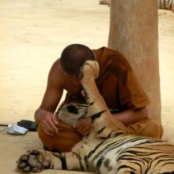 Tiger Temple, a tu per tu con le tigri in Tailandia