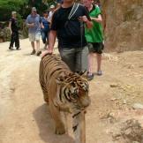 Tiger Temple, a tu per tu con le tigri in Tailandia