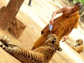 Tiger Temple, tigri Tailandia