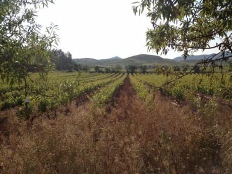 Vigne de La Rioja, tra cui il Tempranillo