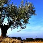 L'olio d'oliva extravergine: oro del Mediterraneo. Il Frantoio Gentili uno dei migliori 