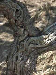 Sul mercato la nuova annata di LAENEO, la vendemmia 2012. Chicca per enoappassionati, Nerello Cappuccio in purezza