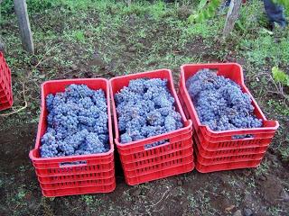 Sul mercato la nuova annata di LAENEO, la vendemmia 2012. Chicca per enoappassionati, Nerello Cappuccio in purezza