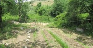 Gli orti sono irrigati tramite acqua di sorgente portata, tramite un centinaio di metri di tubo, fino alla vasca da bagno che si vede a destra. Più a monte ancora di questa sorgente parte una antica saia (piccolo canale in pietra) che, una volta ripristinata, porterà l'acqua a pochi metri dalla casa, una vera ricchezza.