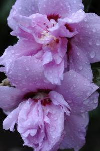 hibiscus syriacus