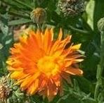 Le pomate di pronto soccorso parte 2: Arnica e Calendula