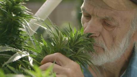 Da stasera In Prima Tv alle 23;00 su Dmax tutti i segreti della  marijuana nel docu-reality in 6 puntate (Dtt canale 52, Tivùsat canale 28)