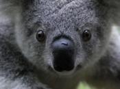 Australia, koala sono rischio estinzione