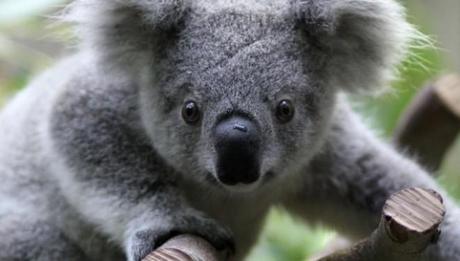 Australia, i koala sono a rischio estinzione