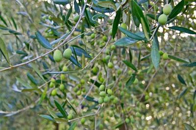 le olive stanno maturando
