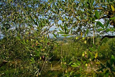 le olive stanno maturando