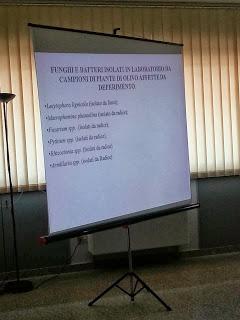 Deperimento progressivo dell’olivo in Puglia Prof. Salvatore Frisullo Dipartimento di Scienze Agrarie, degli alimenti e dell’ambiente Università degli studi di Foggia